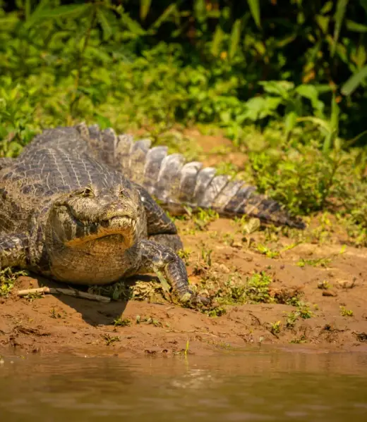 wild-caiman-with-fish-mouth-nature-habitat-wild-brasil-brasilian-wildlife-pantanal-green-jungle-south-american-nature-wild-dangereous