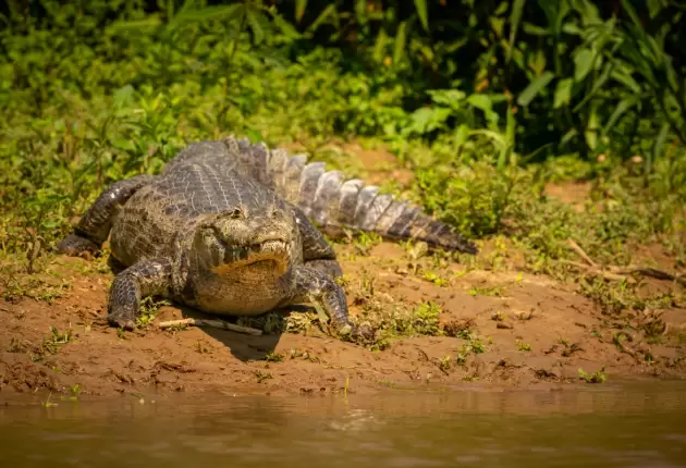 wild-caiman-with-fish-mouth-nature-habitat-wild-brasil-brasilian-wildlife-pantanal-green-jungle-south-american-nature-wild-dangereous